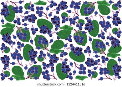 vector illustration of june berry and leaf design background white and berry EPS10
