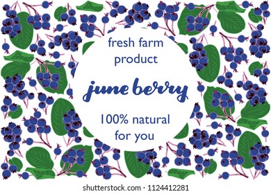 vector illustration of june berry and leaf design with lettering june berry background white and berry and text fresh farm product 100% natural for you EPS10