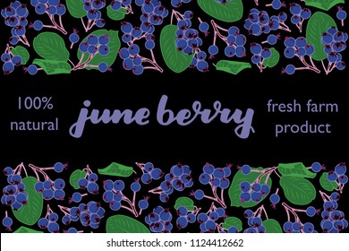 vector illustration of june berry and leaf design with lettering june berry background black and berry and text fresh farm product 100% natural EPS10