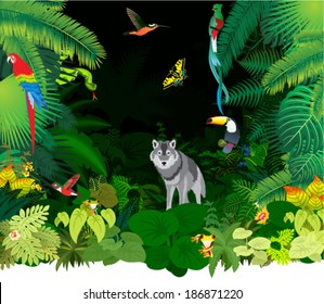 Vector Illustration Jungle Rainforest with Frog, Toucan, quetzal, humming-birds, Ara and wolf