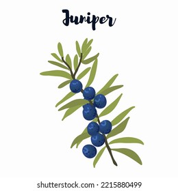 Vector illustration of juniper berries growing on a branch, juniper branch with blue and green berries. svg