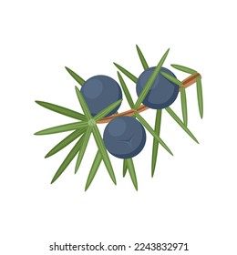 Vector illustration, juniper berries with leaves, isolated on white background. svg