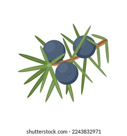 Vector illustration, juniper berries with leaves, isolated on white background.