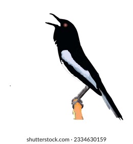 vector illustration of a kacer bird in black and white on the wings