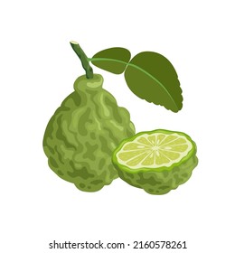 Vector illustration of kaffir lime with leaves, isolated on white background, suitable for packaging and advertising design elements.