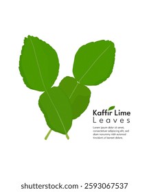 Vector illustration of kaffir lime leaves, an herbal medicine and spice used in Southeast Asia, isolated on a white background.