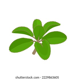 Vector illustration, Kalanchoe pinnata also called miracle leaf, herb plant, isolated on white background.