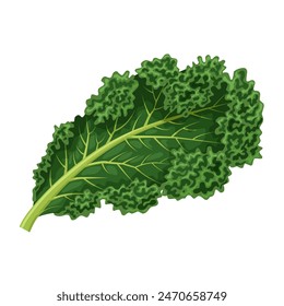 Vector illustration of kale, also called borecole, and curly cabbage, isolated on white background.