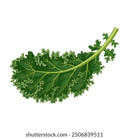 Vector illustration of kale, also called borecole, and curly cabbage, isolated on white background.
