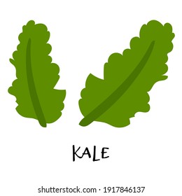 Vector illustration of kale in hand drawn flat style.