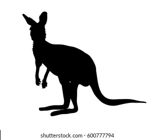 Vector Illustration of Kangaroo