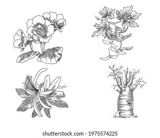 Vector Illustration Of Kapok, Baobab, Gloxinia And Maple Flower