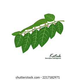 Vector illustration of katuk leaf (Sauropus androgynus) in green color with red flowers on a white background.