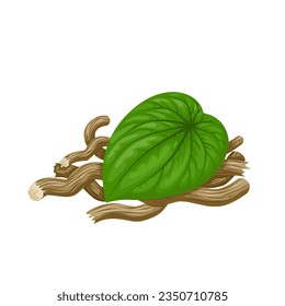 Vector illustration, kava root and leaf, scientific name Piper methysticum, isolated on white background.