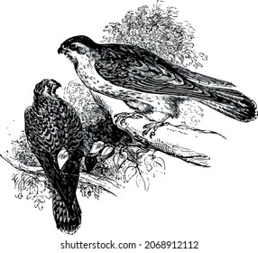 Vector Illustration of Kestrel Birds, Victorian Birds of Prey Drawings, Pair of Kestrels Perched on a branch