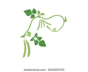 Vector illustration of kidney beans branch leaf pod islolated. Ideal for food, nutrition, and healthy lifestyle content. Perfect for stock photography related to cooking, organic ingredients, or veget