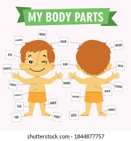 vector illustration of kids body parts, school educational banner or poster template with cute boy smiling human anatomy lesson. Cartoon colorful vector illustration for preschool education.
