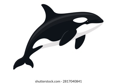 Vector illustration of a killer whale.