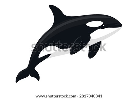 Vector illustration of a killer whale.