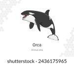 Vector illustration of a killer whale. Isolated on white background. Orca - Orcinus orca illustration wall decor