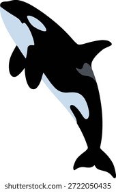 Die Vektorgrafik eines Killerwals, auch Orca genannt, zeigt einen Mittelsprung mit seinen charakteristischen schwarz-weißen Markierungen.
