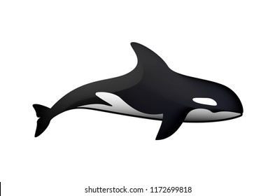 vector illustration killer whale - on the white background
