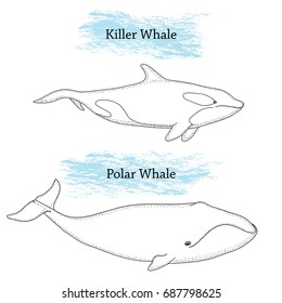 Vector illustration of Killer Whale and Polar Whale. Isolated. Hand drawn ink pen art.