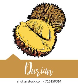 Vector illustration, king of fruits Musang Durian in hand-drawn graphics.  Black thorn Malaysian tropical fruit is depicted on a yellow background. Hand drawn sketchy vector symbols