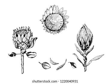 Vector illustration of king protea flowers, buds and leaves. Protea, South Africa symbol, isolated on white background, hand drawn in black and white.