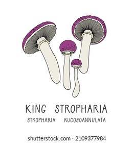 Vector illustration of a king strapharia mushroom isolated on white background. Stropharia rugosoannulata. Forest edible fungi. Liquid culture. 