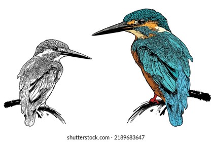 Vector illustration: Kingfisher coloring page in Low Poly style.
