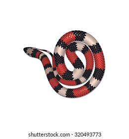 Vector illustration of kingsnake