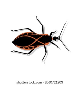 Vector illustration of a kissing bug or Triatomine animal. American trypanosomiasis or Chagas is a disease that is spread through the bite of this insect.