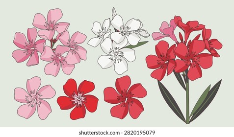Vector illustration kit of Nerium oleander flowers featuring pink, white, and red blossoms and clusters, isolated on a light background for botanical design projects.