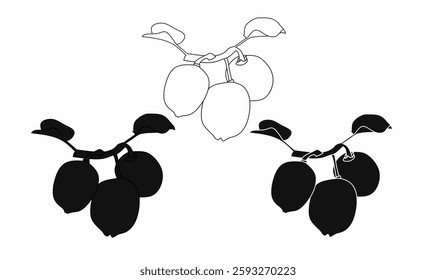 vector illustration of a kiwi fruit branch in both silhouette and outline styles. Ideal for logos, packaging, botanical designs, and decorative elements.