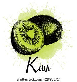 Vector illustration, kiwi in hand drawn graphics. Depicted on a green watercolor background