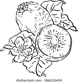 Ilustración vectorial con kiwi, rodaja de kiwi, hojas y flor