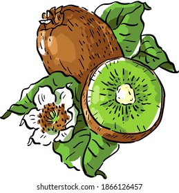 Vector illustration with kiwi, slice of kiwi, leaves and flower