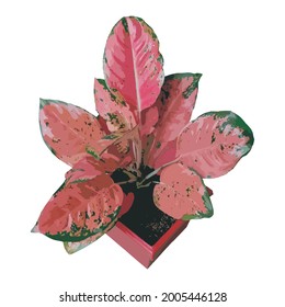 Vector illustration of the Kochin Paramuay - Kochin Brownish plant of the aglonema type in pot on white background. Basic Image .