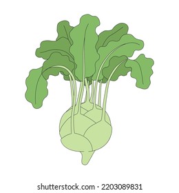 Vector illustration of kohlrabi. Cabbage head in cartoon style. Fresh vegetable isolated on a white background