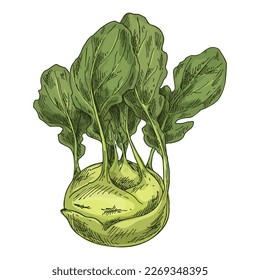 Vector illustration of kohlrabi or german turnip.