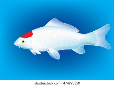 Vector illustration of koi carp breed Tancho