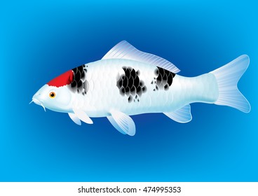 Vector illustration of koi carp breed Tancho Sanke