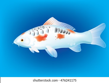 Vector illustration of koi carp breed Mirror