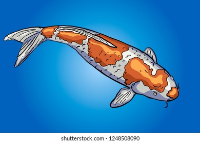 vector illustration of koi fish 