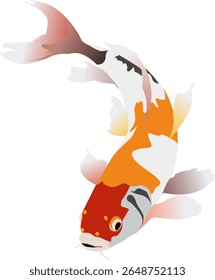 Vector illustration of koi fish, goldfish, ornamental fish, Yin Yang