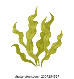 Ilustración vectorial, Kombu o Laminaria japonica, aislada sobre fondo blanco.