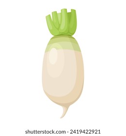 Vector illustration, Korean radish, isolated white background.