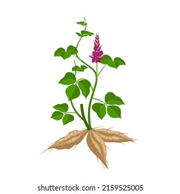 Ilustración vectorial de la planta de Kudzu o de Pueraria montana, planta de hierbas, aislada en fondo blanco.