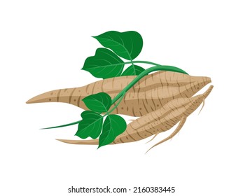 Vector illustration of kudzu root with leaves, scientific name Pueraria montana, isolated on white background.